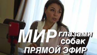 Прямой эфир.Наш мир глазами собак.С Вами кинолог Наталья Севостьянова