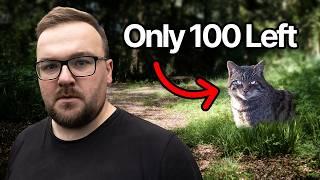 How I Found Britains Only Wildcat - The Full Story