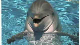 Beautiful dolphins pictures