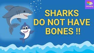 Did You Know Sharks Do Not Have Bones ?? | #interesting #knowledge #easy | LearnyDay