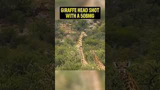 You won't believe the shot on this giraffe! 