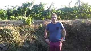 Tenuta Monte Gorna on The Winefathers:  The ancient stone walls of Etna vineyards