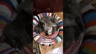 Второй заказчик тоже оценил #shorts #video #crochet #котики