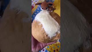 SHORTS: Eevee “Who Are You?” Scruff-A-Luvs Plush Unboxing