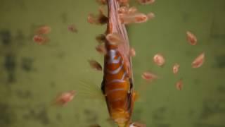 Breeding Discus Fish