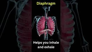 Diaphragm Function