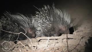 Shenton Safaris: Porcupette