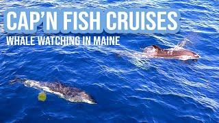 Cap'n Fish Cruises: Whale Watching in Boothbay Harbor, Maine