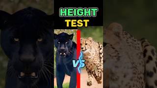 Cheetah vs black leopard. #wild #shorts #nature