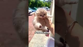 Guide to Raising Affectionate Kittens 
