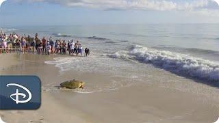 15th Annual Tour de Turtles Underway From Disney’s Vero Beach Resort | Walt Disney World