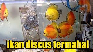 ikan discus termahal koleksi ikan discus