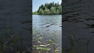 Такое короткое и долгожданное северное лето #север #лето2025