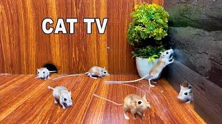 Cat TV for Cats to Watch: Mice Stealthy Hide & Seek  Jerry Hole fun 4k UHD 6 hours