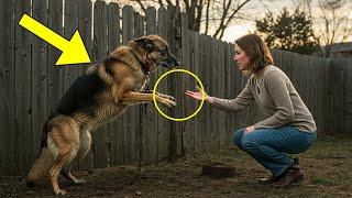 German Shepherd Chained for Years Stretching His Paws Desperately for Love Until a Woman Did This