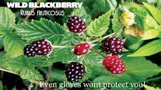 ⟹ WILD BLACKBERRY | Rubus fruticosus | This vine is very hard to remove an here's why!