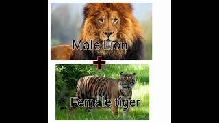 cross animals #shorts #tigon #liger