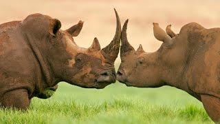Discover fascinating facts about these large herbivores - RHINOS
