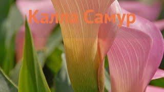 Калла обыкновенная Самур (calla samur)  калла Самур обзор: как сажать луковицы каллы Самур