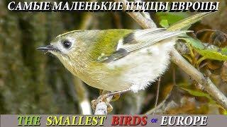 Самые маленькие птицы Европы / The smallest birds of Europe