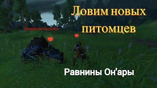 Ловим новых питомцев. Равнины Он'ары #worldofwarcraft #dragonflight #wow #gameplay #games #wowpets