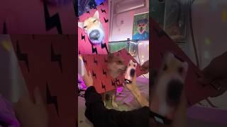 Oh My GodWait For EndBro went Viral Without Doing Nothing#viral #dog #animals #usa #tiktok