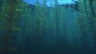 Minecraft Calming Underwater Ambience with Game Music