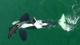 WILD KILLER WHALES SEXUAL BEHAVIOUR