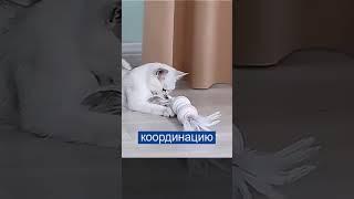 Интерактивная игрушка для кошек. #shorts