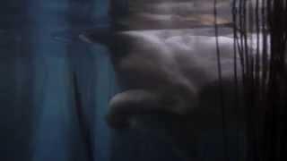 Secret Life of Cats: Cat swimming - Turkish Van