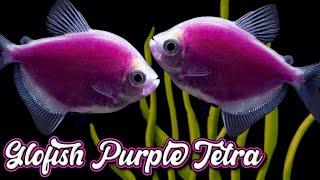 Glofish Galactic Purple Tetra : Care Guide