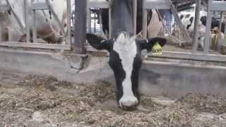 Blind cow earns place in dairy research herd