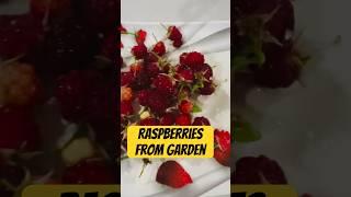 #organic #raspberries #grow your own #berries