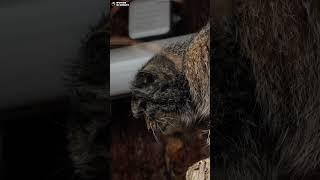 Манул Шу умывался, что-то увидел и убежал. Ленинградский зоопарк
