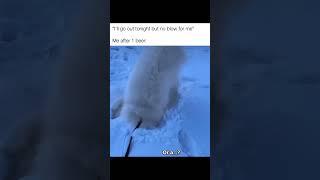 Snow Husky Playing with Snow Cutest video on Youtube Dog lover