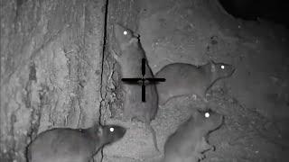 Big Rat shooting 2023 || Night hunting rats with thermal scope || shooting rats in farm at night