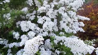 Spirea, or Tavolga, species of this ornamental shrub.