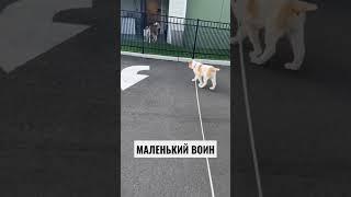 Маленький алабай с отважным сердцем.