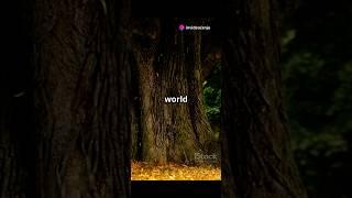 The Last Tree’s whisper:A Tale of Hope #tree#whisper#last #silence