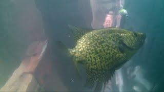 CRAPPIE TECHNIQUES -  UNDERWATER VIDEO - Part 1