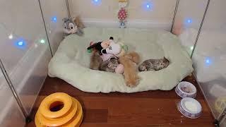 LIVE STREAM - Kittens