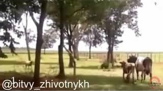 Баран против