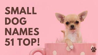  Small Dog Names 51 BEST  TOP  CUTE  Ideas | Names