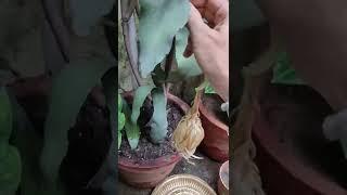 Next day morning after full night bloom.... Night Queen (Brahma kamal) flower