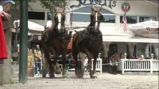 Pullman City Starke Pferde