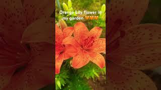 Lily flower #shorts #viral #video #orange #lily #flowers #beautiful #lilium #love  #laniwonderwoman