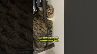 These Cats Witnessed an Unimaginable Horror - Chapter 15 #cat #creepy #creepypasta #creepystories