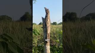 Great potoo  #animallife #animalove #cute #wildliferescue #shorts