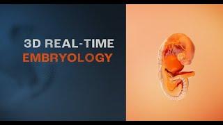 3D Real-time Embryology - Primal Pictures