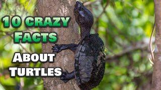 10 CRAZY Fun Facts You Didn’t Know About Turtles!